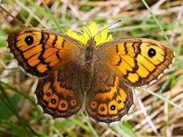 Attēlu rezultāti vaicājumam “Lasiommata megera underside”
