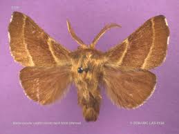 Attēlu rezultāti vaicājumam “Lasiocampidae”