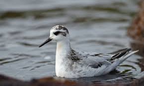 Attēlu rezultāti vaicājumam “Phalaropus fulicarius”