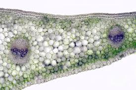 Attēlu rezultāti vaicājumam “Hosta sp. leaf”