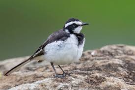 Attēlu rezultāti vaicājumam “Motacillidae”