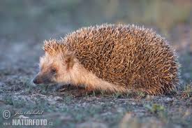 Attēlu rezultāti vaicājumam “Erinaceus roumanicus”