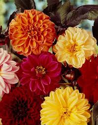 Image result for Dahlia x pinnata `Redskin`