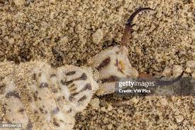 Attēlu rezultāti vaicājumam “Myrmeleontidae larva”