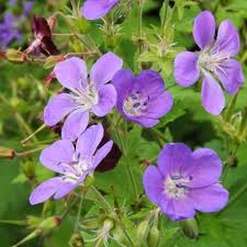 Attēlu rezultāti vaicājumam “Geranium sylvaticum flower”