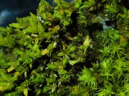 Attēlu rezultāti vaicājumam “Ulota crispa sporophyte”