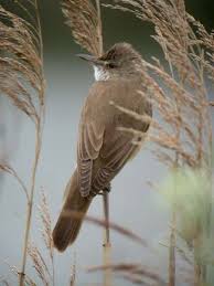 Image result for Acrocephalus arundinaceus