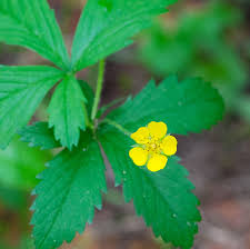 Attēlu rezultāti vaicājumam “Potentilla norvegica flower”