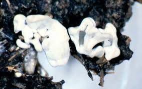 Attēlu rezultāti vaicājumam “Colloderma oculatum plasmodium”