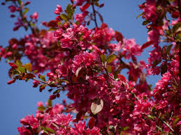 Attēlu rezultāti vaicājumam “Malus purpurea flower”