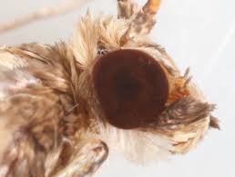 Attēlu rezultāti vaicājumam “Anania lancealis”