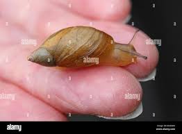 Attēlu rezultāti vaicājumam “Succinea”