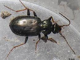 Attēlu rezultāti vaicājumam “Loricera pilicornis”