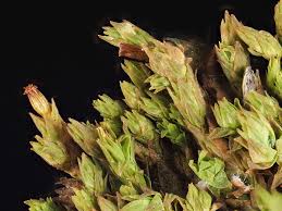 Attēlu rezultāti vaicājumam “Orthotrichum, Nyholmiella”