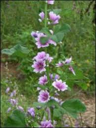 Image result for Malva sylvestris 'Zebrina'