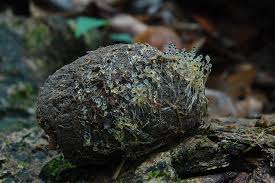 Attēlu rezultāti vaicājumam “Pilobolus crystallinus”