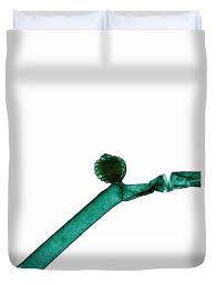 Attēlu rezultāti vaicājumam “Nitella sp.”