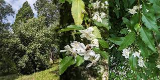 Attēlu rezultāti vaicājumam “Populus x petrowskyana flower”