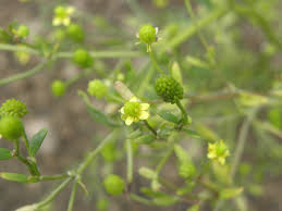 Attēlu rezultāti vaicājumam “Ranunculus sceleratus fruit”