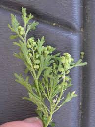 Attēlu rezultāti vaicājumam “Didymium verrucisporum stalked”