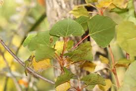 Attēlu rezultāti vaicājumam “Populus nigra leaf”