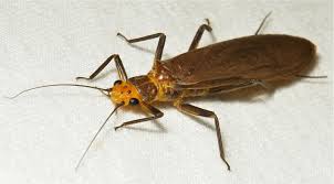 Attēlu rezultāti vaicājumam “Plecoptera”