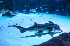 Image result for Callorhinchus capensis