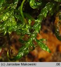 Attēlu rezultāti vaicājumam “Sanionia uncinata”