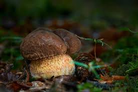 Attēlu rezultāti vaicājumam “Sutorius luridiformis”