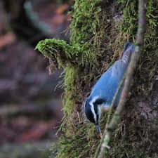 Image result for Sitta canadensis