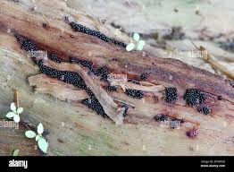 Attēlu rezultāti vaicājumam “Metatrichia vesparia stalked”