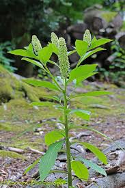 Attēlu rezultāti vaicājumam “Phytolacca acinosa flower”