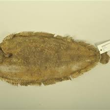 Image result for Platichthys flesus