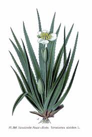 Attēlu rezultāti vaicājumam “Stratiotes aloides flower”