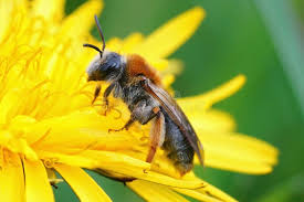 Attēlu rezultāti vaicājumam “Andrena haemorrhoa female”
