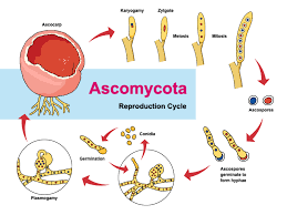 Attēlu rezultāti vaicājumam “Ascomycota”