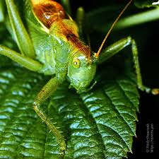 Attēlu rezultāti vaicājumam “Decticus verrucivorus nymph”
