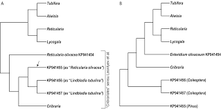 Attēlu rezultāti vaicājumam “Reticularia sp.”