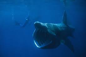 Image result for Cetorhinus maximus