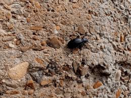 Attēlu rezultāti vaicājumam “Blaps mortisaga”