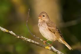Attēlu rezultāti vaicājumam “Carpodacus erythrinus”