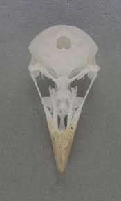 Image result for Melanocorypha yeltoniensis