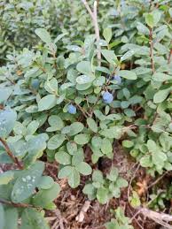 Attēlu rezultāti vaicājumam “Vaccinium uliginosum”