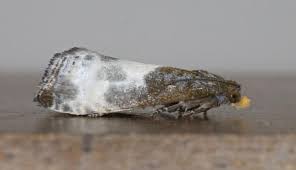 Attēlu rezultāti vaicājumam “Notocelia cynosbatella”