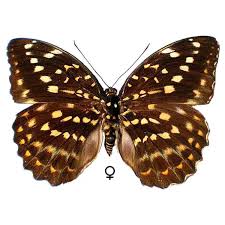 Attēlu rezultāti vaicājumam “Nymphalidae”