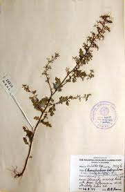 Image result for Chenopodium botrys