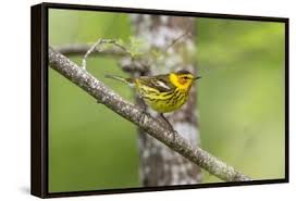 Image result for Dendroica tigrina