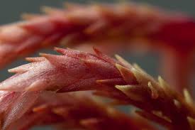 Attēlu rezultāti vaicājumam “Sphagnum russowii”