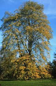 Attēlu rezultāti vaicājumam “Tilia tomentosa leaf”