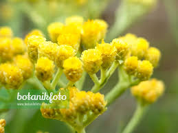 Attēlu rezultāti vaicājumam “Helichrysum arenarium bud”